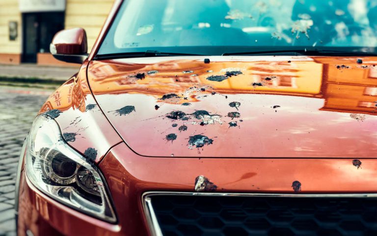 Jangan Tunggu Kering, Ini Cara Mudah Bersihkan Kotoran Burung Pada Mobil