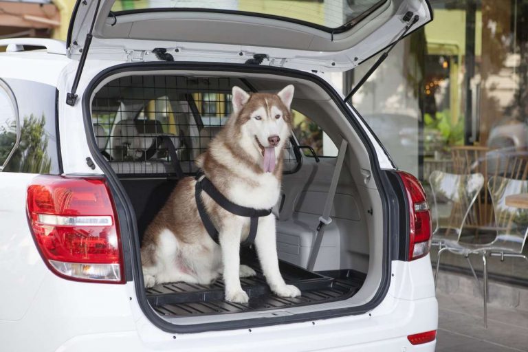 Tips Membawa Hewan Peliharaan Anjing atau Kucing Menggunakan Mobil