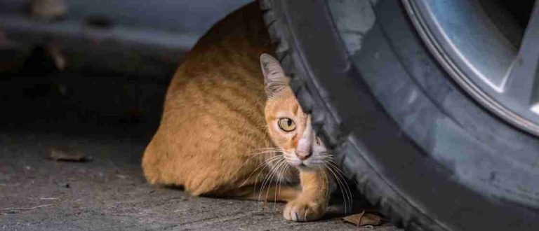 Tesla dan Mobil Listrik adalah “Silent Cat Killer”, Segera Cari Solusi untuk Masalah Ini!