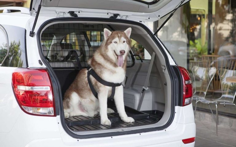 Tips Bepergian Sambil Membawa Anjing di Dalam Mobil