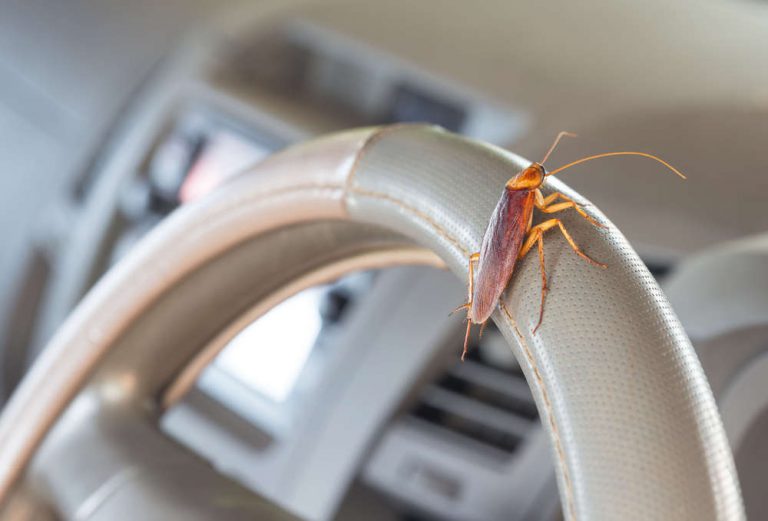 Bahaya Kecoa Jika Masuk Mobil