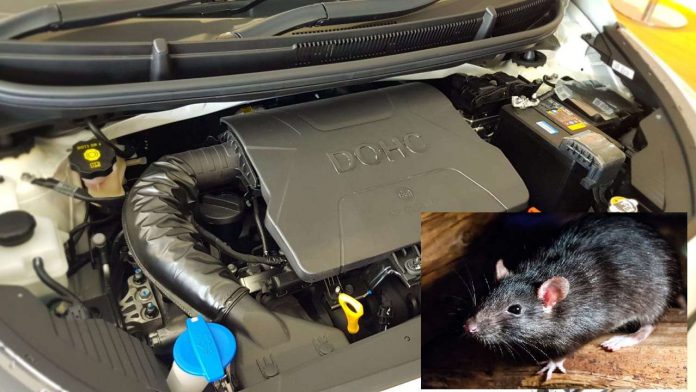 Tikus di mobil