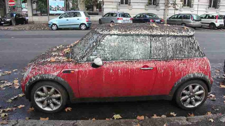 Mobil Warna Merah Lebih Sering Terkena Kotoran Burung, Ini Alasannya