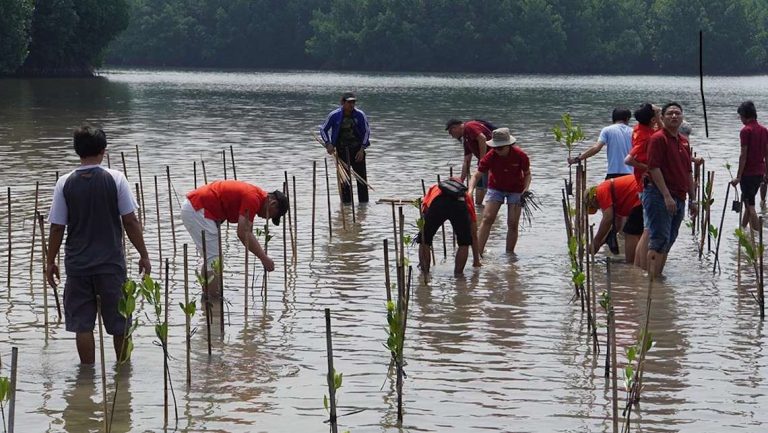 Sambut Usia 13 Tahun, Innova Community Tanam 1300 Bibit Bakau
