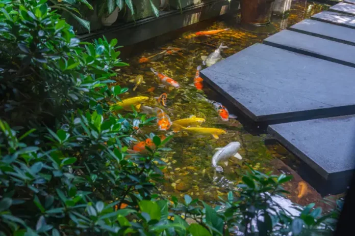 kolam ikan