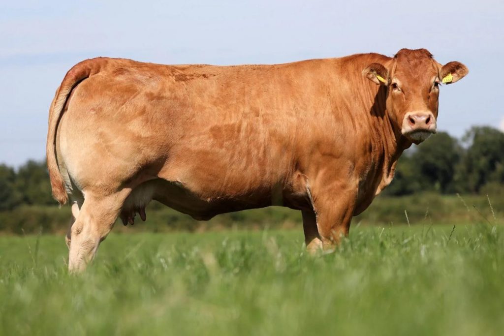 harga sapi kurban