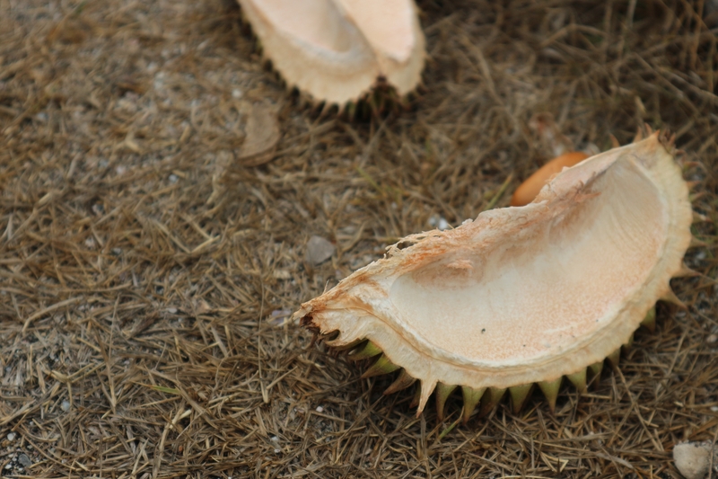 30 bahan alami usir tikus di rumah