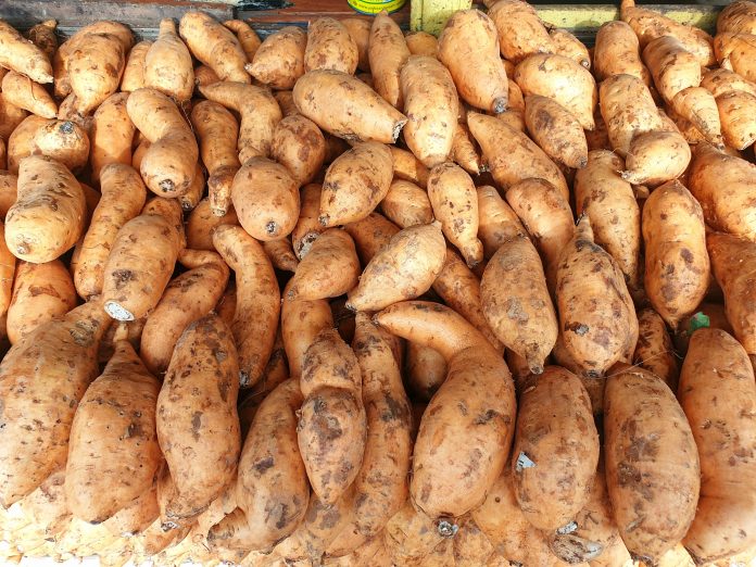 View,Of,Cassava,(ubi,Cilembu),At,Table.