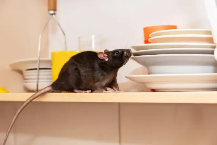 cara mengusir tikus