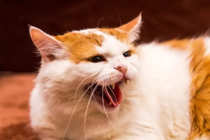 ciri ciri kucing rabies