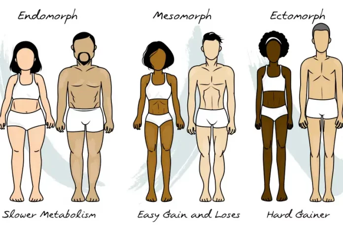 ectomorph adalah