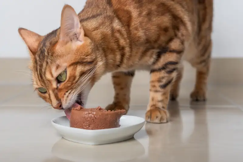 kenapa kucing tidak mau makan