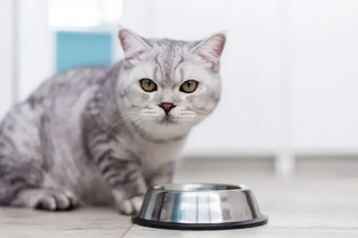 kenapa kucing tidak mau makan