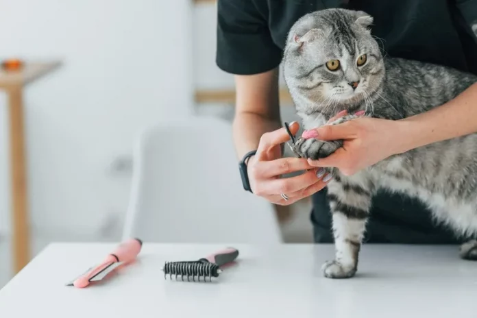 grooming kucing terdekat