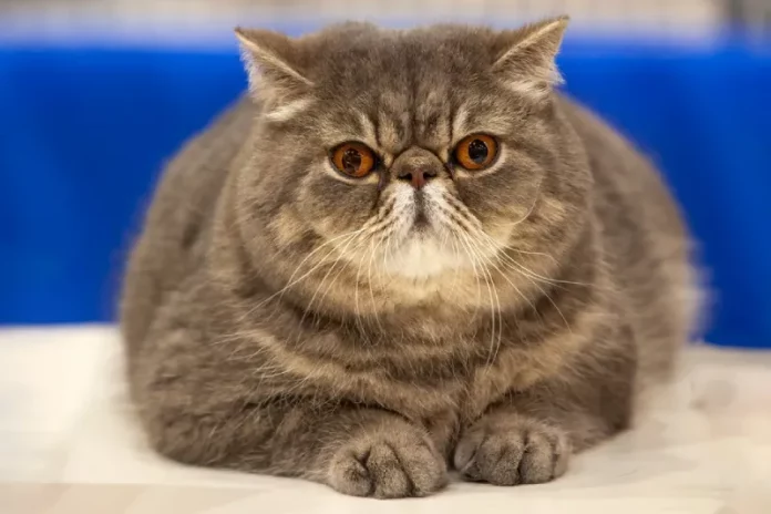 kucing flatnose