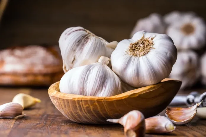cara menanam bawang putih