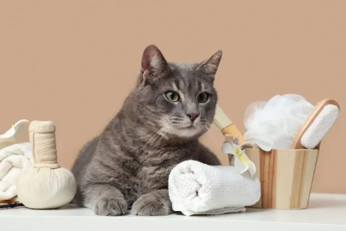 kucing mandi berapa kali