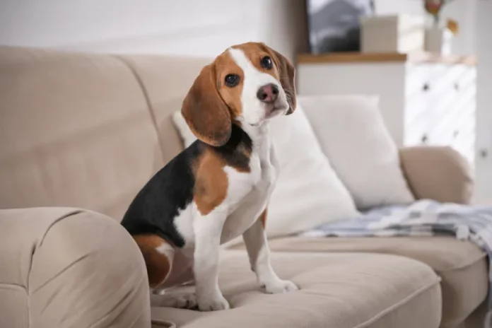 anjing beagle