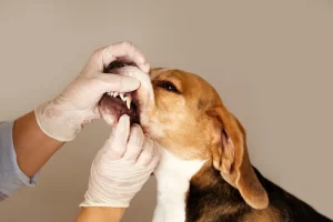 anjing beagle