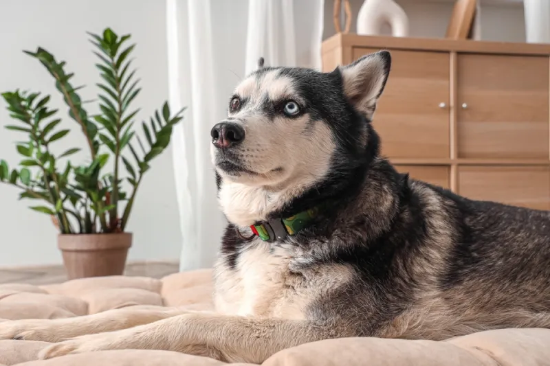 anjing husky