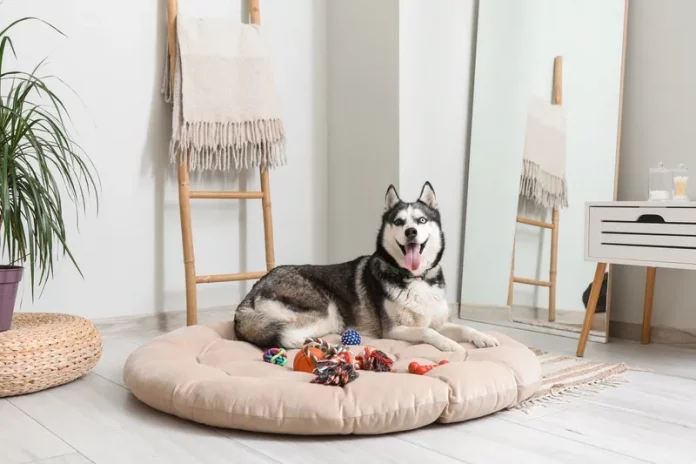 anjing husky