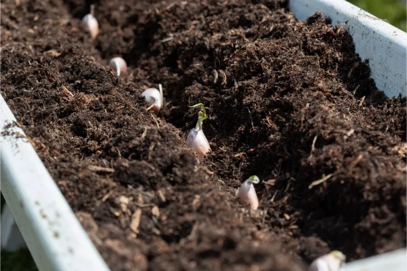 cara menanam bawang putih