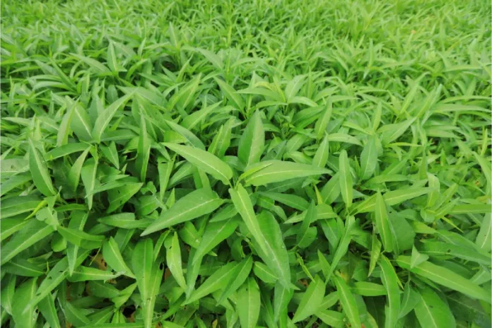 cara menanam kangkung