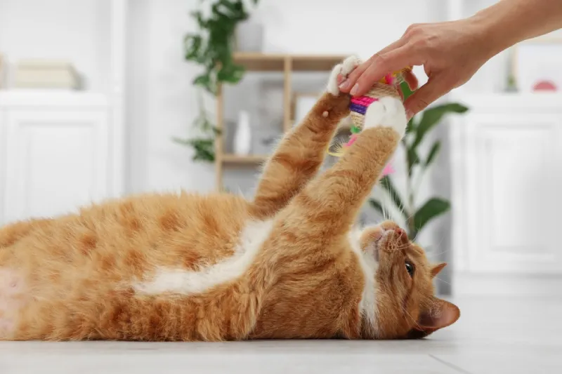 cara mengetahui usia kehamilan kucing