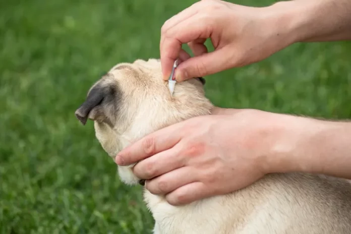 cara menghilangkan kutu anjing