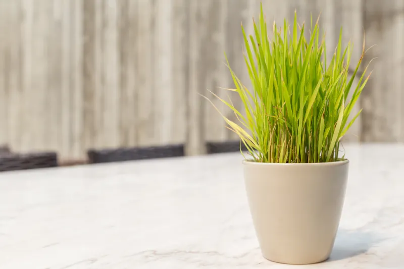 cara mengusir nyamuk di kamar