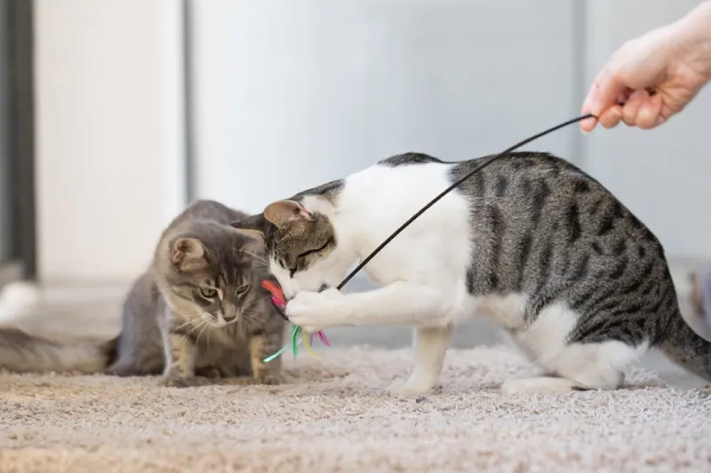 cara menjinakkan kucing