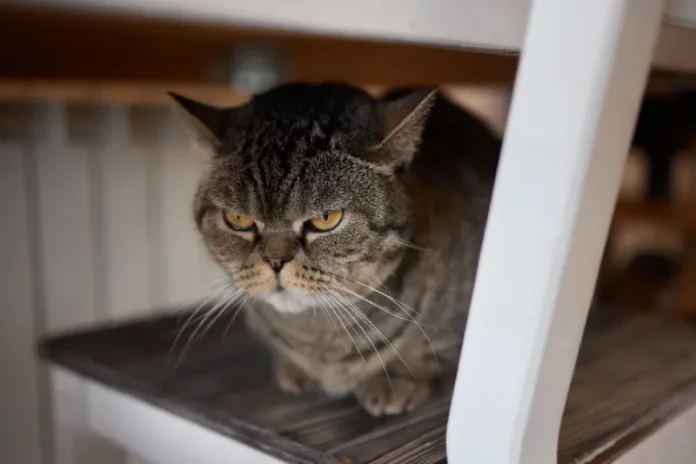 cara menjinakkan kucing