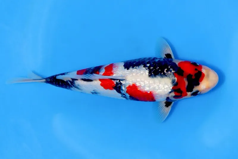 harga ikan koi