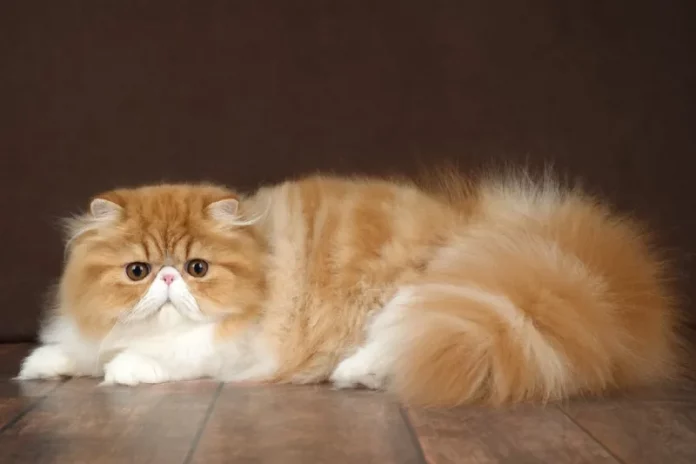 harga kucing persia
