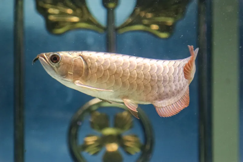 ikan arwana