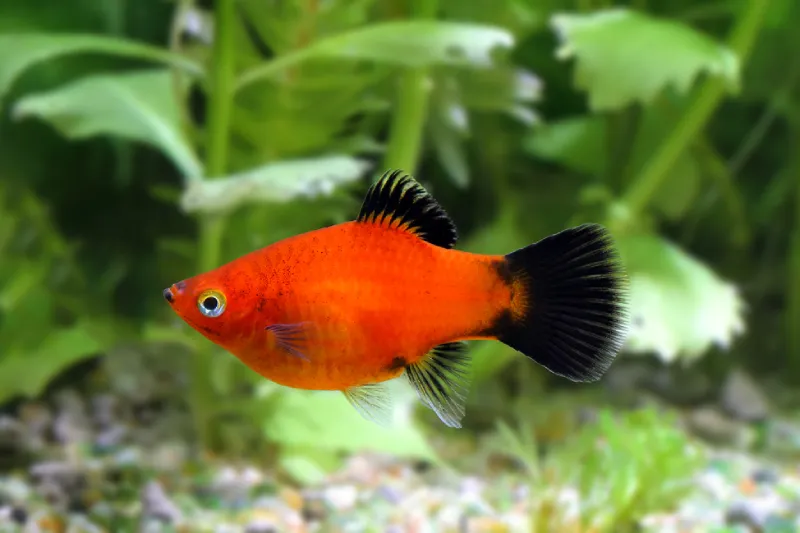 ikan hias air tawar