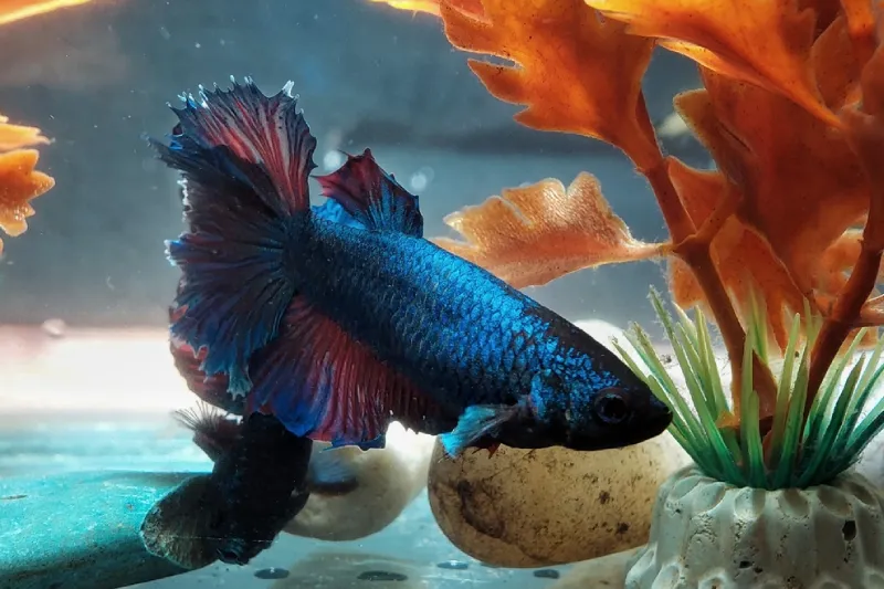 Ini 15 Jenis Ikan Hias Air Tawar yang Mudah Dipelihara - OLX News