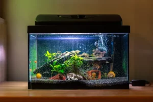 ikan hias kecil