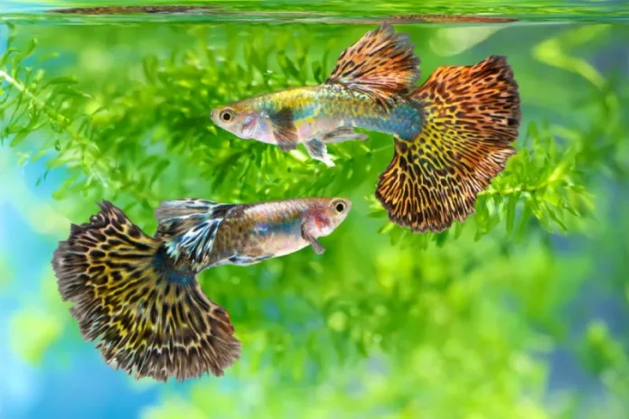 jenis ikan guppy