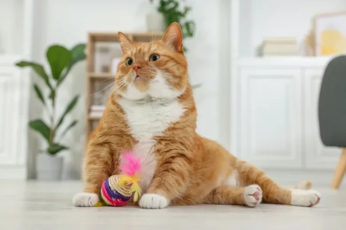 kenapa kucing tidak masuk surga