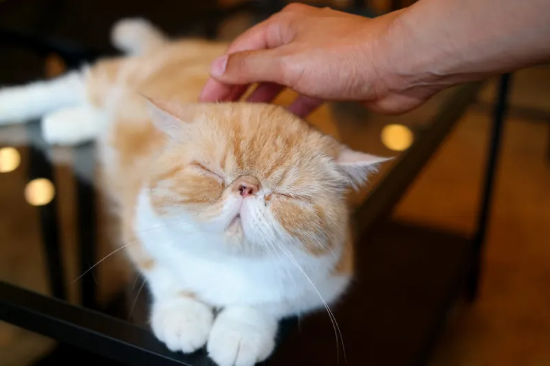 kucing flatnose