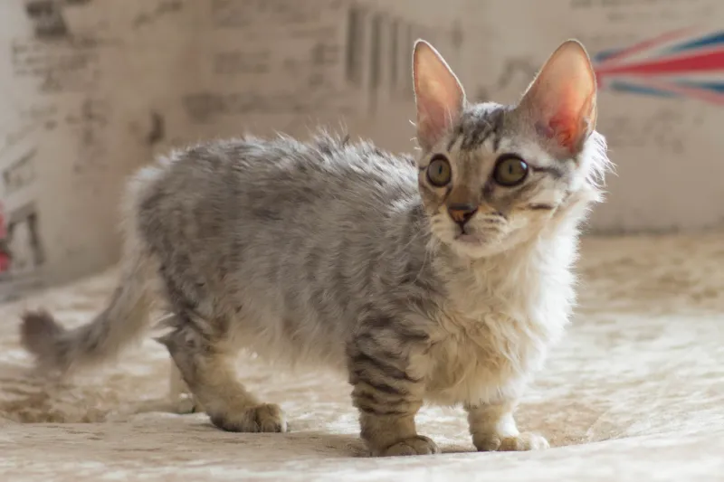 kucing kaki pendek