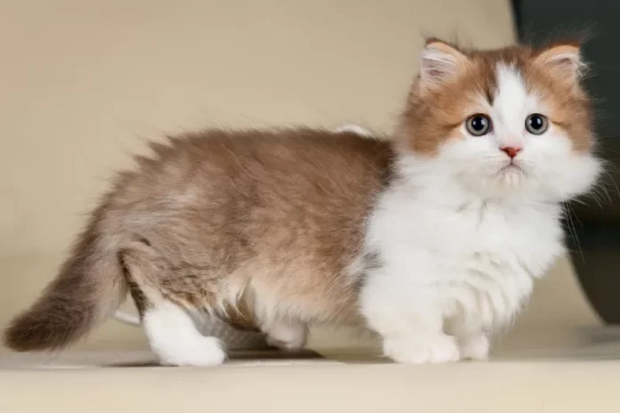 kucing kaki pendek