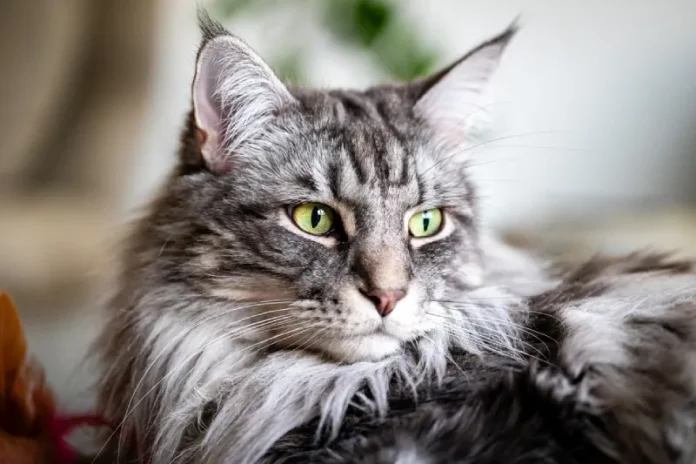 kucing maine coon