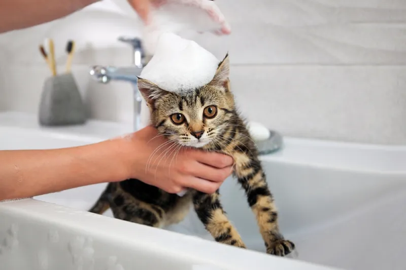 kucing mandi berapa kali