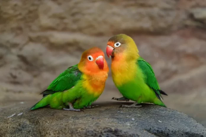 makanan burung lovebird