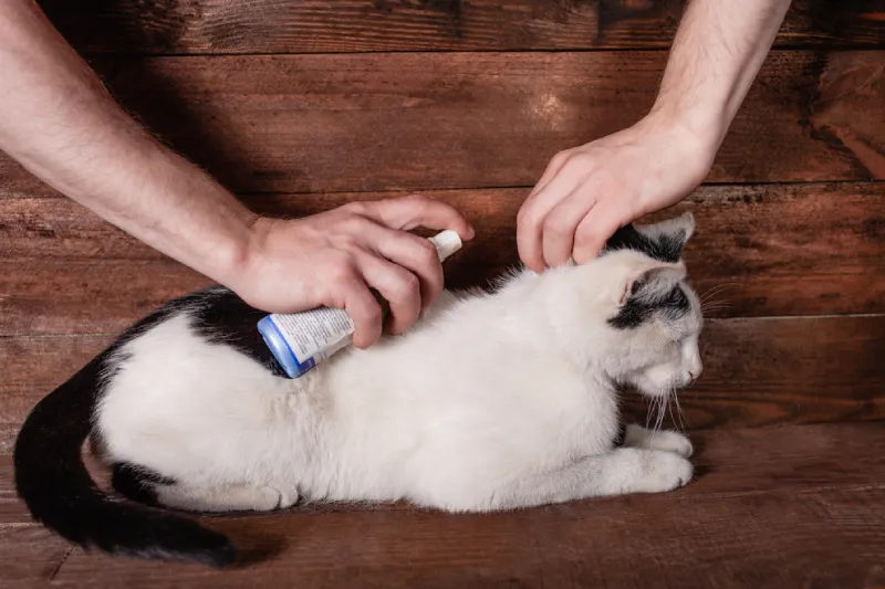menghilangkan kutu kucing
