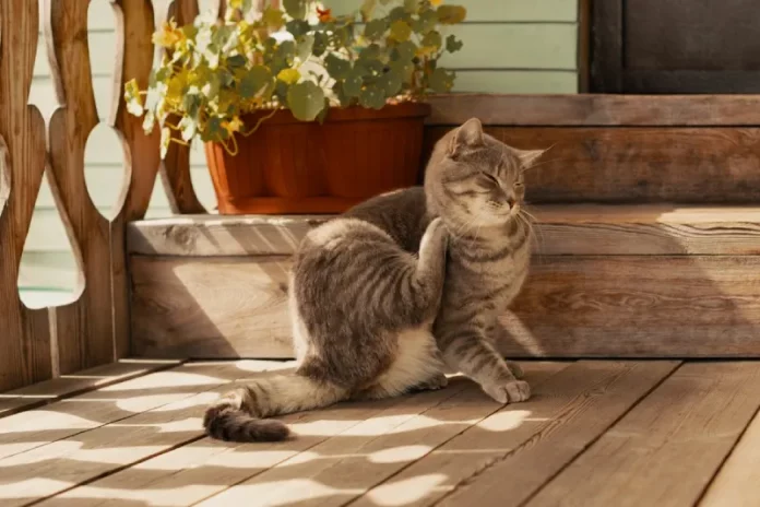 menghilangkan kutu kucing