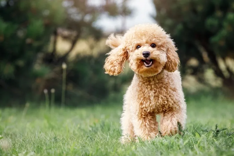 nama anjing lucu
