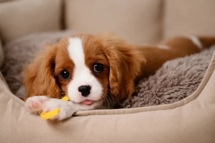 nama anjing lucu